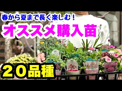 ■春に植えたい！【お勧めの購入苗】20品種🌱