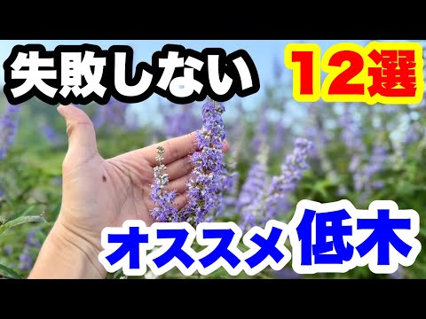 ◆初心者でも失敗しない！【お勧め低木】12選🪴