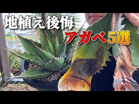 【アガベ】地植えオススメしない5選！3年越せない品種はこれだ！
