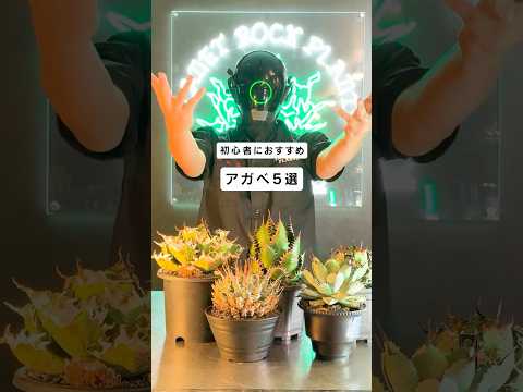 【アガベテクノ】初心者にお勧めしたいアガベセットリスト【多肉植物】【初心者】【ROCKさん】【園芸】