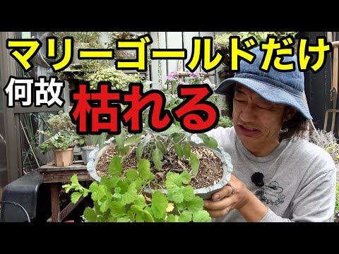 もうマリーゴールドは今後おすすめできない。。。【園芸超人カーメン君】