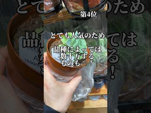 ダイソーで買えるオススメ観葉植物🪴#daiso #観葉植物 #植物のある暮らし