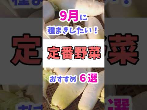 ９月に種まき！秋冬栽培の定番野菜おすすめ６選！  #秋冬野菜 #家庭菜園 #野菜栽培 #野菜づくり #shorts