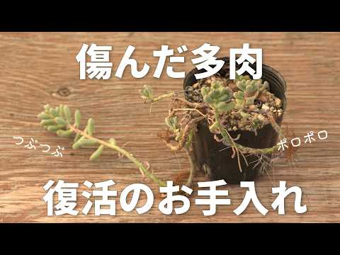 #702【緊急】なるべく早めのお手入れおすすめ。小さな葉のつぶつぶ多肉。
