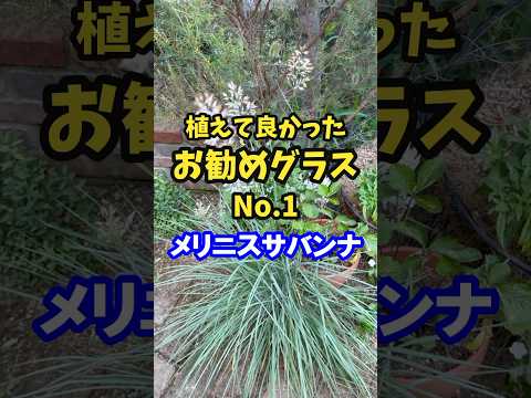 お勧めグラスのご紹介です😊これからもっと流行りそうな【メリニスサバンナ】#gardening #flowers #ガーデニング #メリニスサバンナ