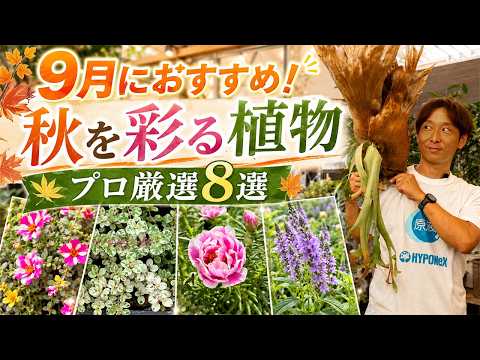 【9月におすすめの植物】秋を彩る！プロ厳選8選【ハイポネックス】【リキダス】